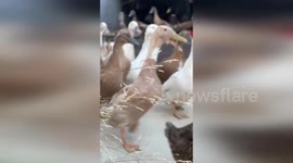 Ducks rescued as Mountain Fire affects California