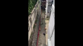 Cool cat calmly watches dogs barking at hm