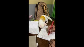 Pet kitten pesters his owner as she marks test papers