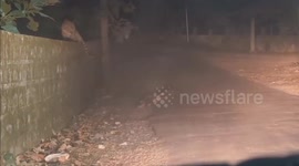 Leopard seen carrying away its dinner