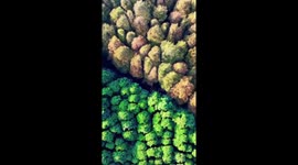 Dual-colored forest in China's Chongqing