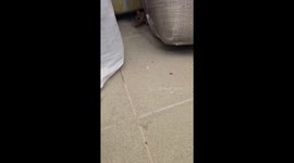 Friendly rat walks over to man to receive neck rubs