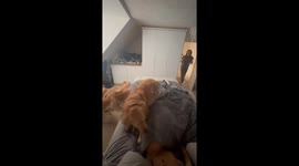 Best alarm clock ever? Five golden retrievers jump onto owner's bed