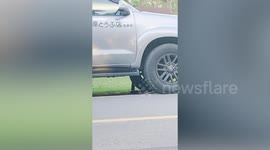 Snake wranglers spend five hours catching stubborn cobra