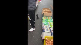 Squirrel steals walnut in Heilongjiang, China