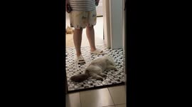 Cat stubbornly refuses to stay up