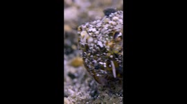 Bobtail Squid Covers Itself In Sand