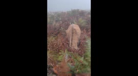 Juvenile Red Deer Stag Covers Antlers In Bracken