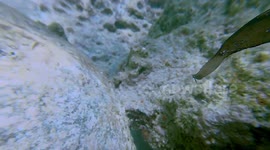 Freediver Swims With Robust Ghost Pipefish