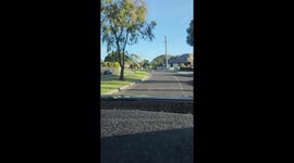 Large Kangaroo Hops Down Craigieburn Street