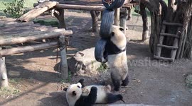 China: Giant Pandas Play at Chongqing Zoo