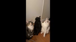 Cats Learn Touch Command