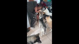 Huskies Beg For a Bite