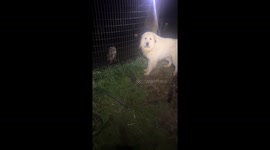 Woman Rescues Rabbit from Wire Fence