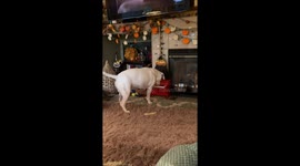 Bruno the American Bulldog Plays Tiny Piano