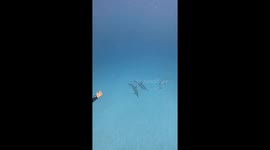 Diver Overjoyed to Meet a Pod of Dolphins