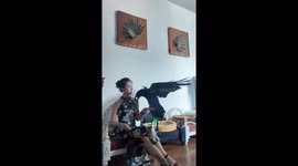 Chinese woman bonds with pet raven