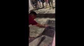 Person releases tamandua and climbs wall in Sucre, Venezuela