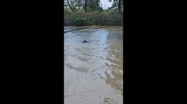 Veterinarian encounters swimming buffalo in Tigre Delta