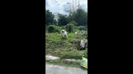 Leonardo DiCapri-goat! Animal with blonde fringe and goatee woos passing locals