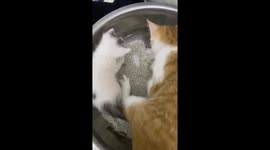Mother cat anxiously tries to teach kitten to use litter box in China