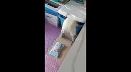 Baby gets stuck in plastic storage box