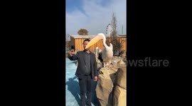 Tourist shocked as cheeky pelican bites his head during photo op in China