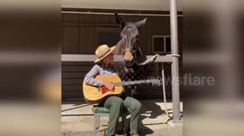 US: Mule Enjoys Serenade as Yosemite Rangers Celebrate Mule Appreciation Day