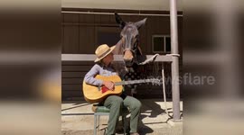 Park ranger serenades mule at the Yosemite National Park