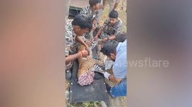 Wild leopard stuck in boar trap rescued in India