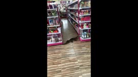 Godzilla returns! Monitor lizard found inside supermarket in Thailand