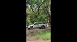 Leopard plays on the back of pickup truck at safari in Thailand