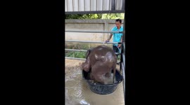 Baby elephant falls over while trying to sit in water tub