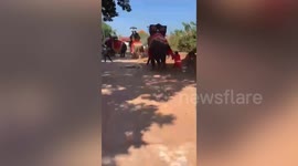 Elephant performing at religious parade bolts and kills worshipper in Thailand