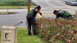 Massive python caught in bushes near Singapore mall