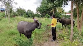Buffaloes with horns forming a halo round their heads amaze locals in Thailand