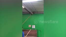 School janitors drag wild python slithering on corner of canteen's ceiling