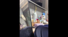 Playful kitten surprises owner with quick bite