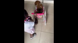 Dog falls out of stroller during playful moment with child in Johannesburg