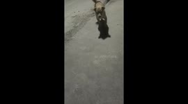 Dog in Tianjin makes hilarious expression while asking for pets