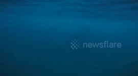 free diver encounters huge pod of wild orca in Norway