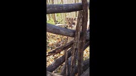 Hunter Has Close Encounter With a Mountain Lion