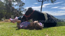 My Daughter Sings to Her Cow Friend