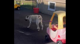 Exclusive- Dog takes baby for a wild ride after leash mishap