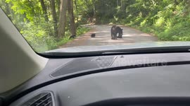 Road Blocked by Family of Bears