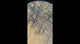 Rutting Bull Elks Spar With Each Other