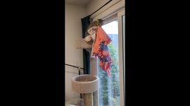Cat Carries Her Blankies to a Secret Spot