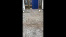 Three Chinese kittens quietly approach mother cat