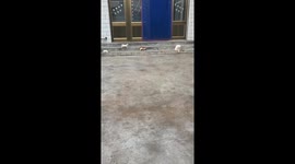 Three Chinese kittens quietly approach mother cat