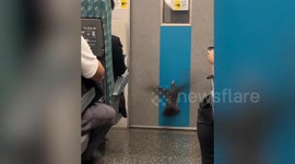 Pigeon causes chaos flying through packed train